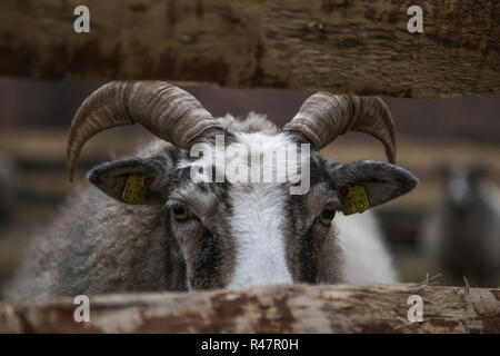 sheep behind the fence Stock Photo