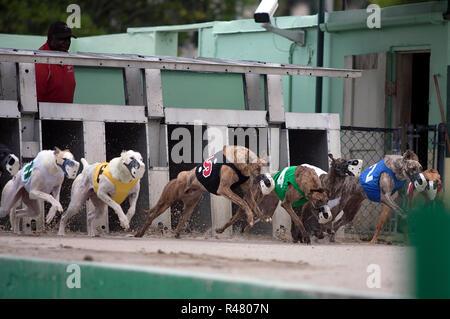 Dog Racing at the Palm Beach Kennel Club, Palm Beach, Florida Stock Photo