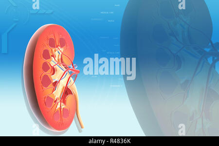 Kidney Stock Photo