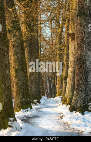 an avenue - path between the trees in winter Stock Photo
