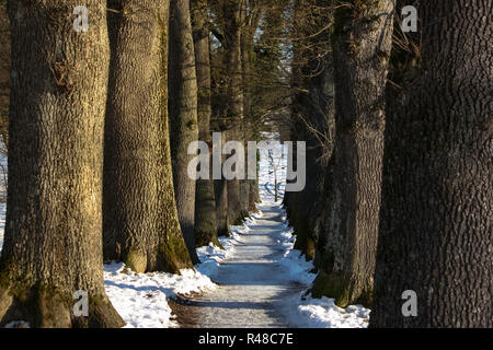 an avenue - way between the trees in winter Stock Photo