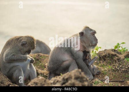 Wild monkey family mom baby wildlife habitat Stock Photo