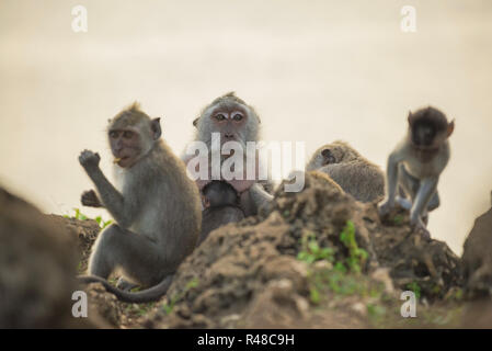 Wild monkey family habitat wildlife conservation Stock Photo