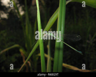 the blue dragonfly sits on a grass Stock Photo