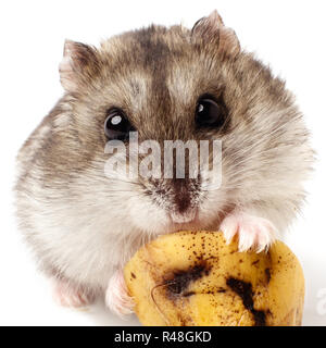 hamster holding a old banana. Stock Photo