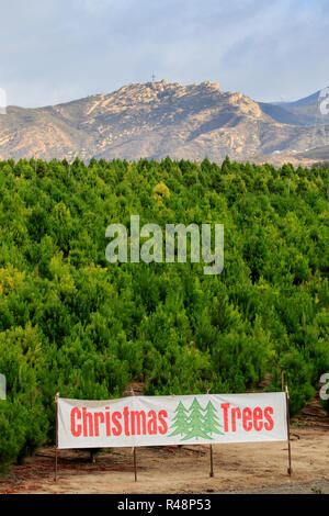 Christmas tree farm sign in Southern California USA Stock Photo - Alamy