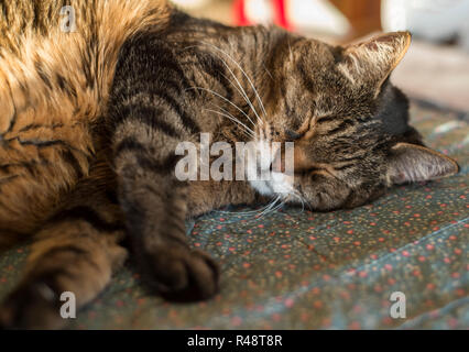 sleeping pet cat Stock Photo