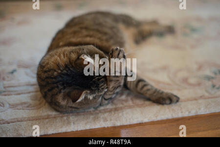 cat on rug in home covering eyes with paw Stock Photo