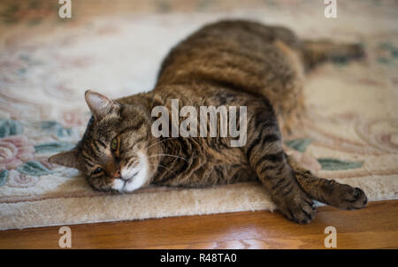 pet cat lying on a rug in a home Stock Photo