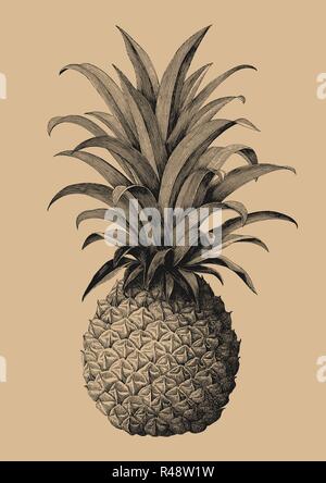 Pineapple hand drawing vintage engraving style Stock Vector