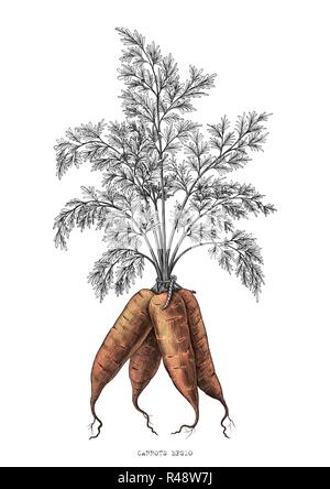 Carrots hand drawing engraving illustration isolated on white background Stock Vector