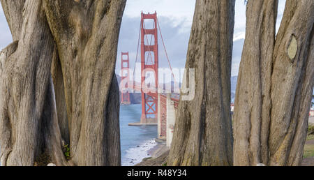 Golden Gate Bridge framed by Cypress Trees. Stock Photo