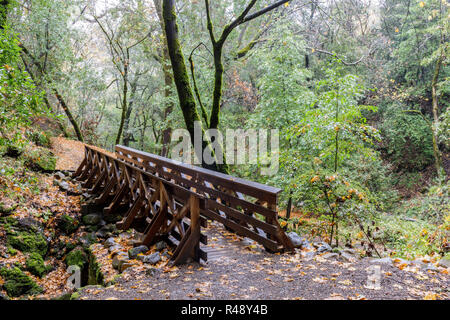 Footbridge in California Live Oak Forest. Stock Photo