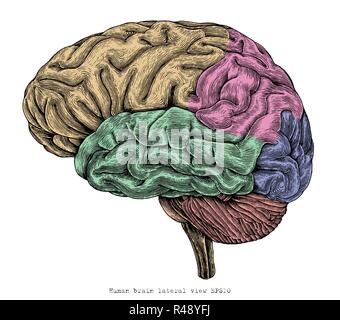 Human brain lateral view hand drawing vintage engraving illustration Stock Vector