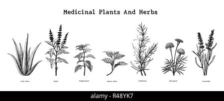 Medicinal plants and herbs hand drawing vintage engraving illustration Stock Vector