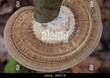 brown polypore fungus on tree macro selective focus Stock Photo
