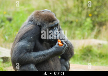 Gorilla out in the wild Stock Photo
