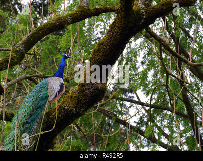 blue peacock (pavo christatus) Stock Photo