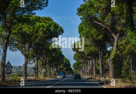 Pisa, Italy - Oct 18, 2018. Street with pine trees in Pisa, Italy. Pisa contains more than 20 other historic churches, and various bridges across the  Stock Photo