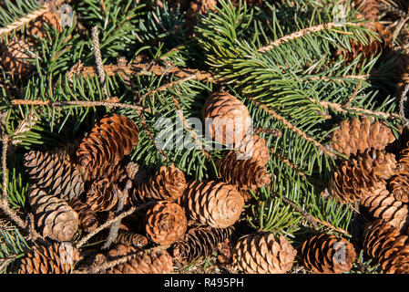 A pile of pine cones and branches fallen on the forest floor. Stock Photo
