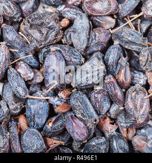 many dried black berberis fruits Stock Photo