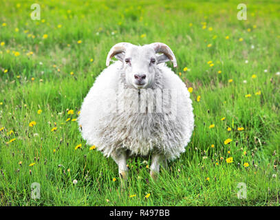 Cute sheep in Iceland staring into the camera Stock Photo