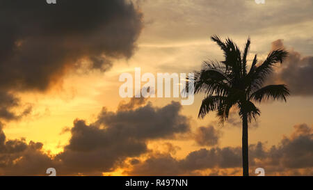 Silhouette of palm tree blowing in the wind in front of a dramatic sunset sky in Key West, Florida Stock Photo