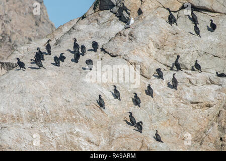 Brandt's cormorants (Phalacrocorax penicillatus) that make their home on the harsh landscape of the Farallon islands nature preserve in the Pacific. Stock Photo