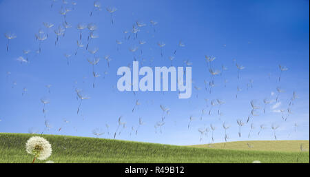 Dandelion with seeds blowing away in the wind across a clear sky Stock Photo