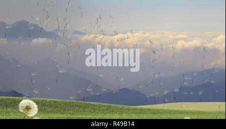 Dandelion with seeds blowing away in the wind across a clear sky Stock Photo