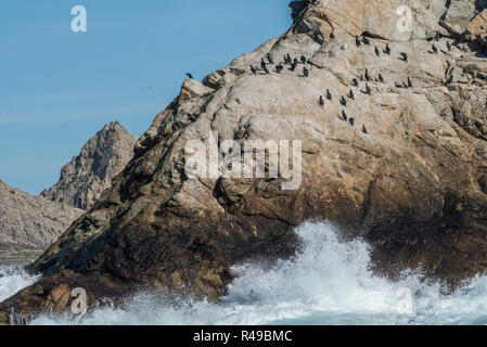 Brandt's cormorants (Phalacrocorax penicillatus) that make their home on the harsh landscape of the Farallon islands nature preserve in the Pacific. Stock Photo
