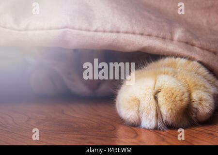 Red cat hiding on the blanket on the floor. Cat's paw in the foreground Stock Photo