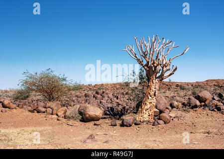 Aloidendron dichotomum, formerly Aloe dichotoma, the quiver tree or kokerboom, is a tall, branching species of succulent plant, indigenous to Southern Stock Photo