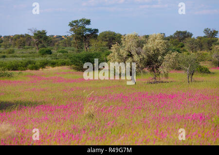 Violet blooming - flowering Kalahari desert after rain season, South Africa wilderness Stock Photo