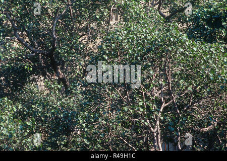 Close up of bodhi tree, Bodh Gaya, Bihar, India, Asia Stock Photo