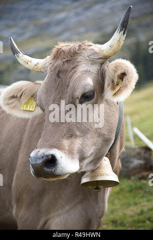 Grindelwald, Bern, Swittzerland. 13th Oct, 2018. September 24, 2018. A cow in an alpine pasture wears a cowbell so the herder can keep track of her as she grazes. The Berner Oberland area of Switzerland is well known for their dairy products originating from area around the mountain hamlet of Grindelwald, Switzerland. Credit: Ralph Lauer/ZUMA Wire/Alamy Live News Stock Photo