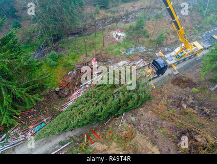 Altenau, Germany. 26th Nov, 2018. A conifer tree over 20 metres tall lies on a trailer (aerial photograph with drone). Also this year the big Christmas tree for the Berlin Reichstag comes from the Harz Mountains. The 62-year-old tree from the Lower Saxony state forests was felled near the Oker dam. A heavy transport brings the tree overnight to the capital. Credit: Julian Stratenschulte/dpa/Alamy Live News Stock Photo