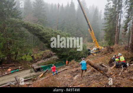 Altenau, Germany. 26th Nov, 2018. A coniferous tree over 20 metres in size hangs from a crane after tree felling. Also this year the big Christmas tree for the Berlin Reichstag comes from the Harz Mountains. The 62-year-old tree from the Lower Saxony state forests was felled near the Oker dam. A heavy transport brings the tree overnight to the capital. Credit: Julian Stratenschulte/dpa/Alamy Live News Stock Photo