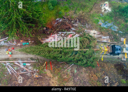 Altenau, Germany. 26th Nov, 2018. A more than 20 meter large conifer tree lies on a trailer after tree felling (aerial photograph with drone). Also this year the big Christmas tree for the Berlin Reichstag comes from the Harz Mountains. The 62-year-old tree from the Lower Saxony state forests was felled near the Oker dam. A heavy transport brings the tree overnight to the capital. Credit: Julian Stratenschulte/dpa/Alamy Live News Stock Photo