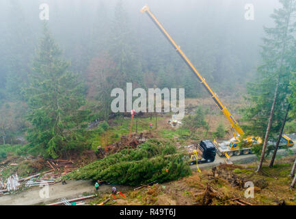 Altenau, Germany. 26th Nov, 2018. A more than 20 meter large conifer tree lies on a trailer after tree felling (aerial photograph with drone). Also this year the big Christmas tree for the Berlin Reichstag comes from the Harz Mountains. The 62-year-old tree from the Lower Saxony state forests was felled near the Oker dam. A heavy transport brings the tree overnight to the capital. Credit: Julian Stratenschulte/dpa/Alamy Live News Stock Photo