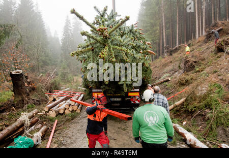 Altenau, Germany. 26th Nov, 2018. A conifer tree over 20 metres tall lies on a pendant. Also this year the big Christmas tree for the Berlin Reichstag comes from the Harz Mountains. The 62-year-old tree from the Lower Saxony state forests was felled near the Oker dam. A heavy transport brings the tree overnight to the capital. Credit: Julian Stratenschulte/dpa/Alamy Live News Stock Photo