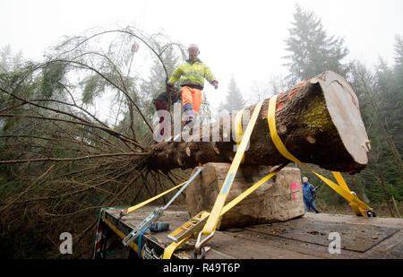 Altenau, Germany. 26th Nov, 2018. A conifer tree over 20 metres tall lies on a trailer and is secured for transport. Also this year the big Christmas tree for the Berlin Reichstag comes from the Harz Mountains. The 62-year-old tree from the Lower Saxony state forests was felled near the Oker dam. A heavy transport brings the tree overnight to the capital. Credit: Julian Stratenschulte/dpa/Alamy Live News Stock Photo