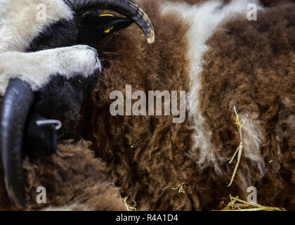 Royal Welsh Showground, Builth Wells, Wales, UK. 25th November 2018. Royal Welsh Agricultural Society Winter Fair 2018 brings together farmers, judging their livestock and produce as well as celebrating the lead up to Christmas by selling produce. Credit: Kerry Elsworth/Alamy Live News