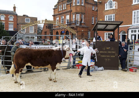 Winslow, UK - November 26, 2018. Cattle are sold by auction at the Winslow Primestock Show. The show is an annual event held in the historic market town in Buckinghamshire. Credit: Paul Maguire/Alamy Live News Stock Photo