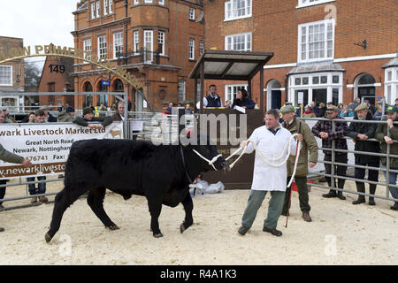 Winslow, UK - November 26, 2018. Cattle are sold by auction at the Winslow Primestock Show. The show is an annual event held in the historic market town in Buckinghamshire. Credit: Paul Maguire/Alamy Live News Stock Photo