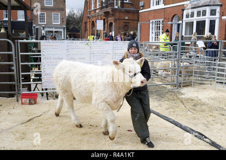 Winslow, UK - November 26, 2018. A calf is led away after judging at the 149th Winslow Primestock Show. The show is an annual event held in the historic market town in Buckinghamshire. Credit: Paul Maguire/Alamy Live News Stock Photo