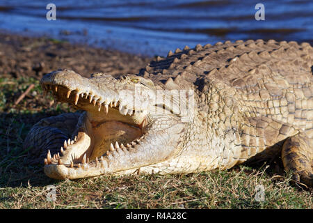 Nile crocodile (Crocodylus niloticus), mouth wide open for thermoregulation, on the bank, Sunset Dam, Kruger National Park, South Africa, Africa Stock Photo