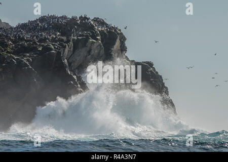 The waves crash against the shore of the Farallon islands off the coast of California, the islands are an important nesting site for pelagic birds.