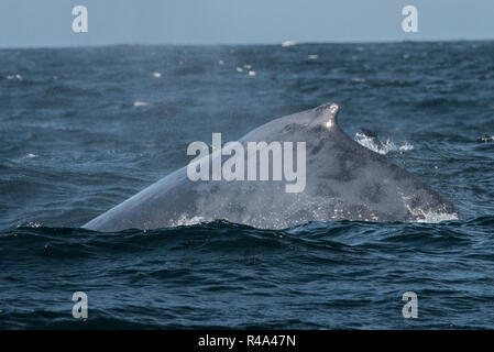 A humpback whale briefly surfaces in the Farallon islands national marine sanctuary off the coast of San Francisco. Stock Photo