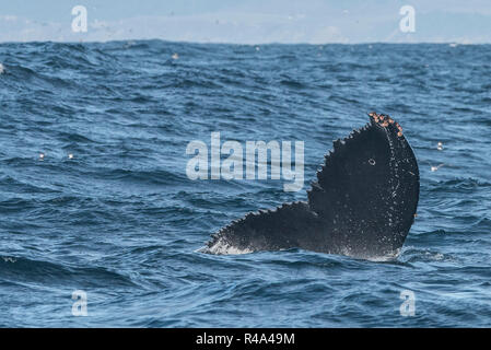 A whale tail belonging to a humpback protruding from the water off the coast of California near San Francisco. Stock Photo